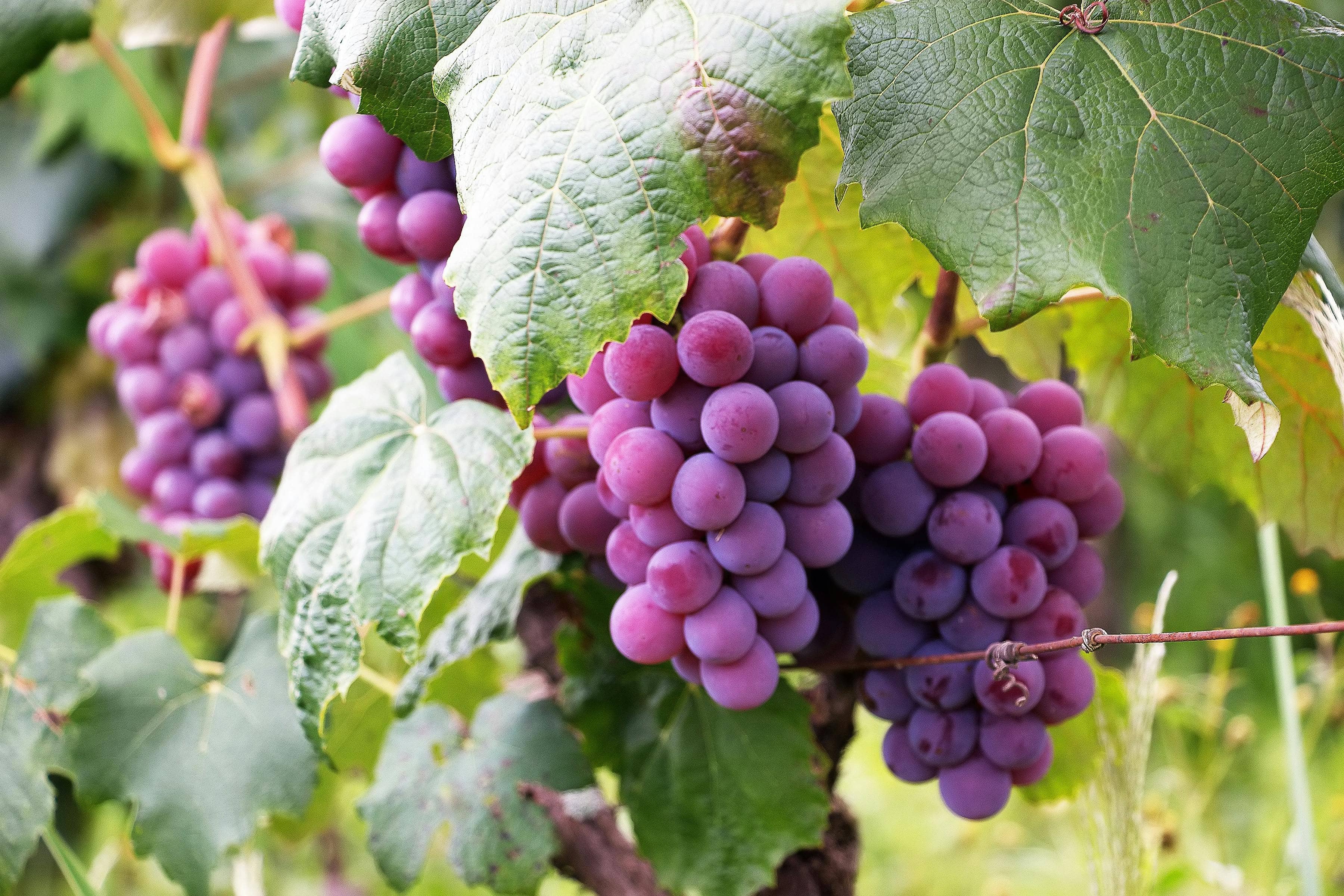 Grapes Juice